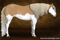 Horse Color:Chestnut Splash 