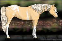 Horse Color:White Spotted Palomino Blanket Rabicano 
