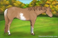 Horse Color:White Spotted Chestnut 