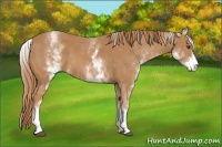 Horse Color:White Spotted Chestnut 