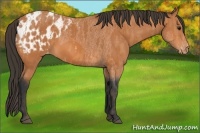 Horse Color:Bay Splash Tobiano Appaloosa Brindle