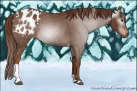 Horse Color:Gray Chestnut Tobiano Varnish 