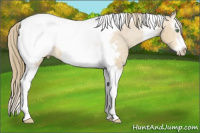 Horse Color:Amber Cream Champagne Splash Tobiano Frame Appaloosa Rabicano 