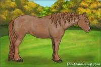 Horse Color:Unknown 