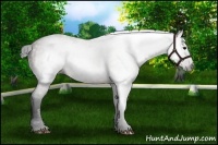 Horse Color:Gray Bay