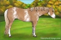 Horse Color:White Spotted Chestnut