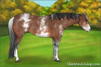 Horse Color:White Spotted Bay