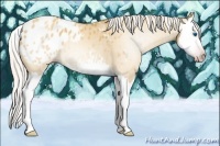 Horse Color:Gray Silver Amber Cream Champagne Dun Splash Blanket