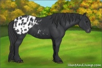 Horse Color:Black Blanket Rabicano 