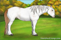 Horse Color:White Spotted Chestnut 