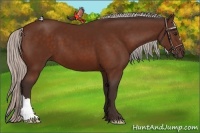 Horse Color:Silver Bay 