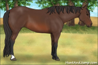 Horse Color:Bay 