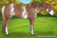 Horse Color:White Spotted Chestnut Sabino