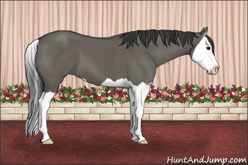 Horse Color: Grullo Splash 