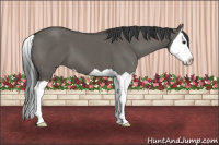 Horse Color:Grullo Splash 