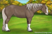 Horse Color:Silver Black Splash