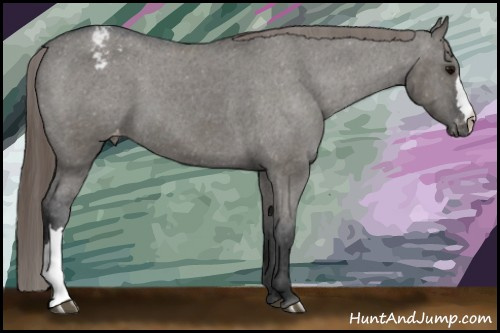 Horse Color: Grullo Varnish 