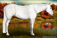 Horse Color:Gray Silver Amber Cream Champagne Roan Dun Splash Tobiano Frame Appaloosa Rabicano 