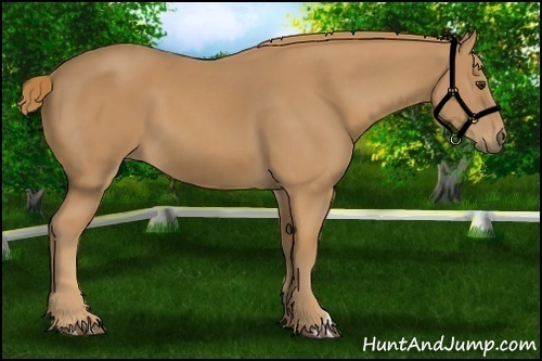 Horse Color: Chestnut 
