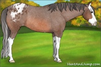 Horse Color:Bay Splash Blanket Rabicano 