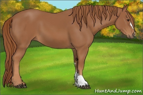 Horse Color: Chestnut 