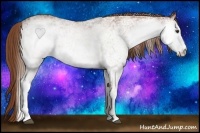 Horse Color:White Spotted Chestnut 