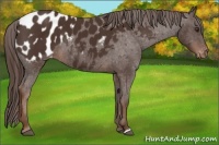 Horse Color:Liver Chestnut Appaloosa 