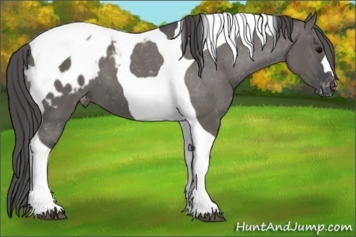 Horse Color:Grullo Tobiano Blanket