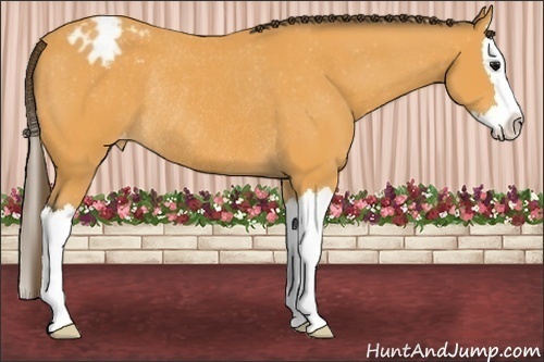 Horse Color: Buckskin Sabino Splash Blanket Rabicano 