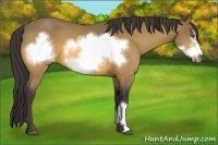 Horse Color:Buckskin Frame 