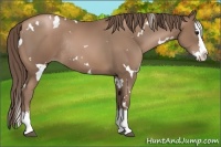 Horse Color:White Spotted Black Pearl Splash Rabicano 