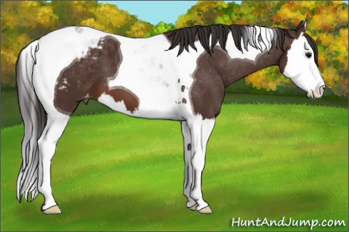 Horse Color: Brown Splash Tobiano Blanket 