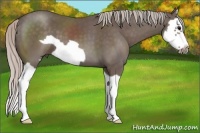 Horse Color:Silver Black Splash Frame 