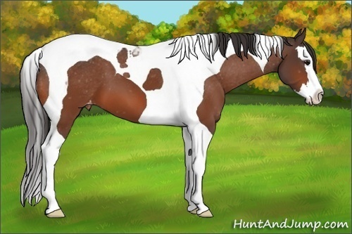 Horse Color:Bay Splash Tobiano Snowcap 