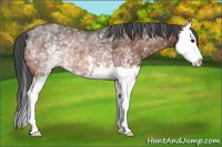 Horse Color:White Spotted Bay Splash Rabicano 