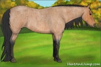 Horse Color:Bay Roan  Brindle