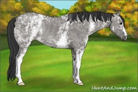Horse Color:White Spotted Grullo Ice Rabicano 