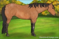 Horse Color:Bay  Brindle