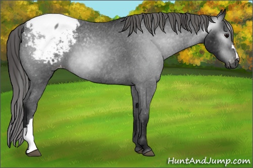 Horse Color:Gray Black Appaloosa