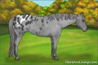 Horse Color:Blue Roan Appaloosa 