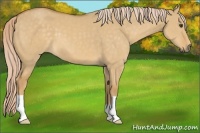 Horse Color:Palomino Dun 