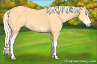 Horse Color:Gold Cream Champagne Sabino
