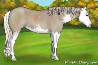 Horse Color:Silver Grullo Sabino Splash 