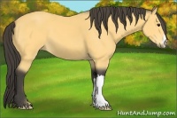 Horse Color:Buckskin 