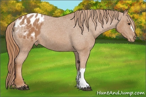 Horse Color: Chestnut Blanket Rabicano 