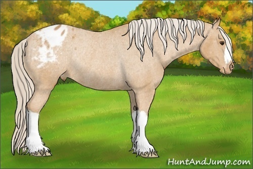 Horse Color: Palomino Blanket Rabicano 