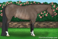 Horse Color:Brown Dun Rabicano 