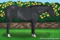 Horse Color:Black Rabicano 