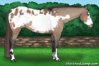 Horse Color:Bay Dun Frame Appaloosa 