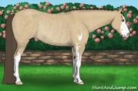 Horse Color:Classic Cream Champagne Dun Sabino Rabicano